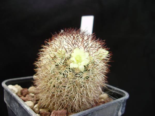 Mammillaria buxbaumeriana ML 142