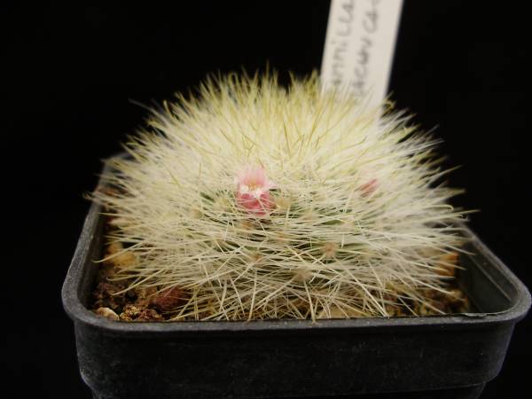 mammillaria machucae