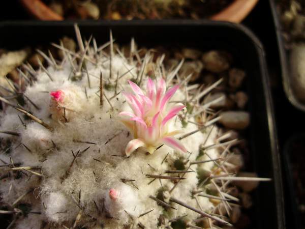 Mammillaria amajacensis 