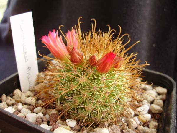 Mammillaria pullihamata ML 366