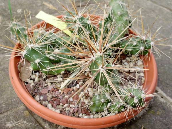 opuntia schottii