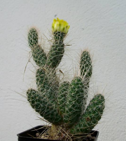 Tephrocactus weberi 