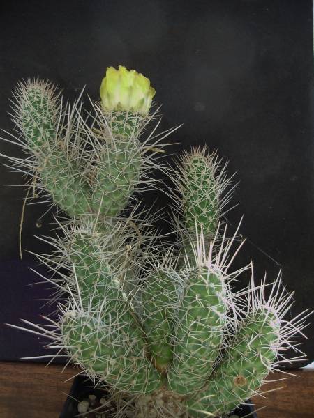 Tephrocactus weberi 