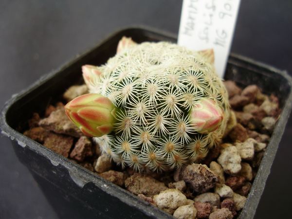 Mammillaria solisioides MG 904