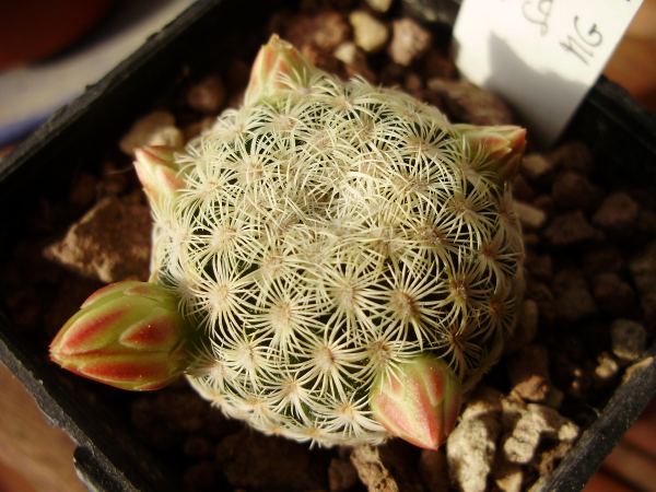 Mammillaria solisioides MG 904