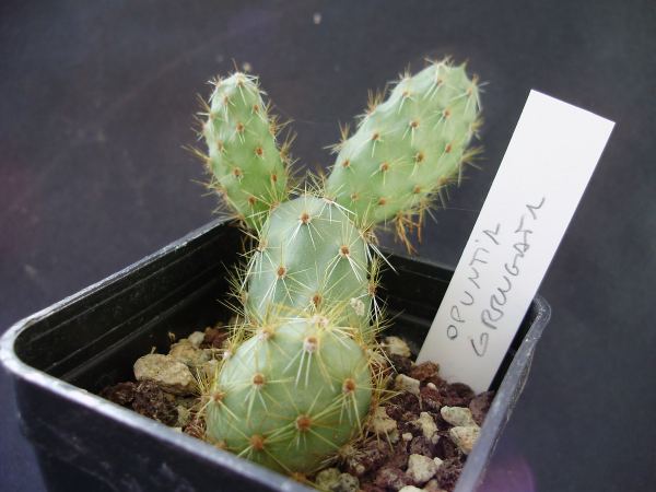 Opuntia corrugata 