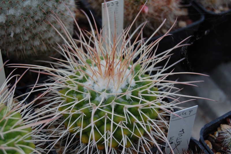 Mammillaria tolimensis 