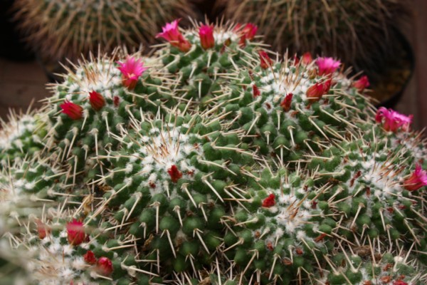 Mammillaria tolimensis 