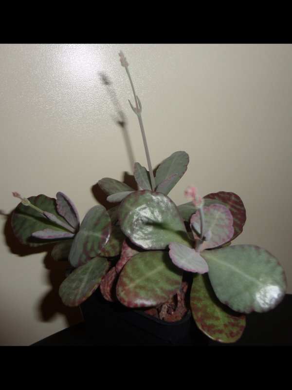 kalanchoe humilis