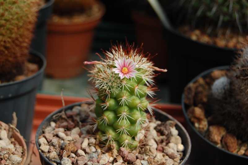 Mammillaria tonalensis 