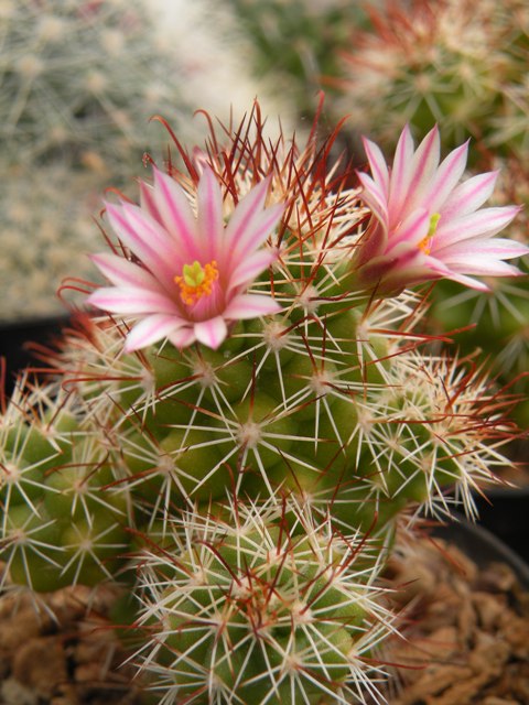 Mammillaria tonalensis 