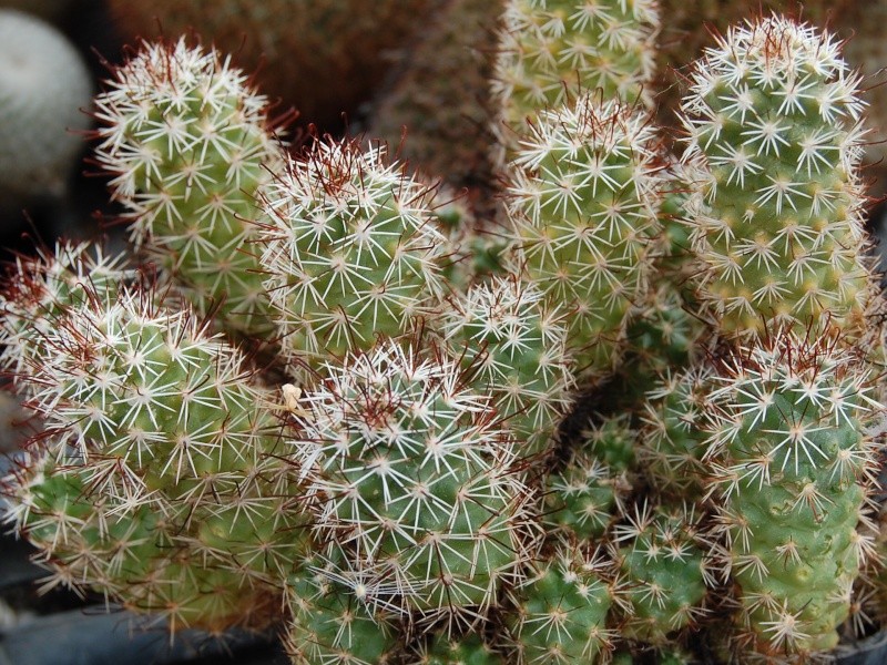 Mammillaria tonalensis 