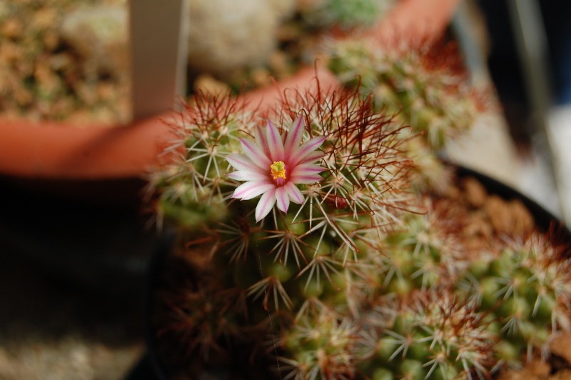 Mammillaria tonalensis 