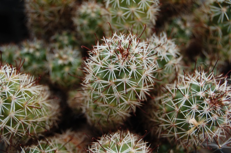 Mammillaria tonalensis 