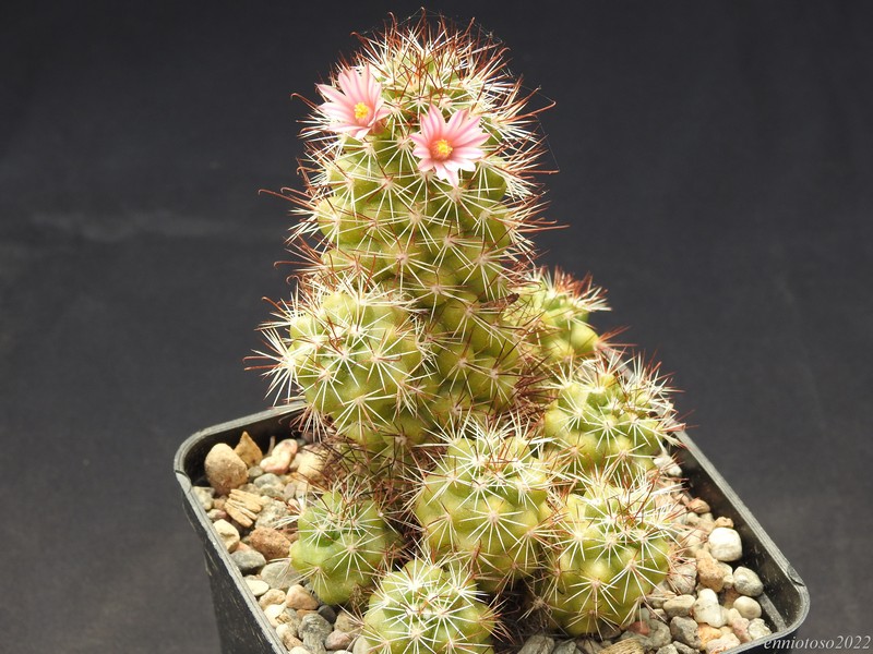 Mammillaria tonalensis 