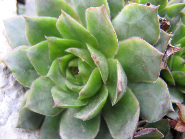 Sempervivum cv. 'topaz' 