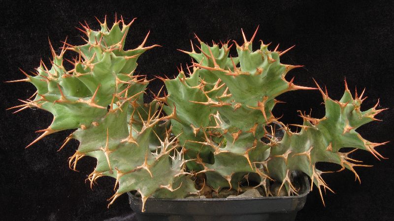 Euphorbia tortirama 