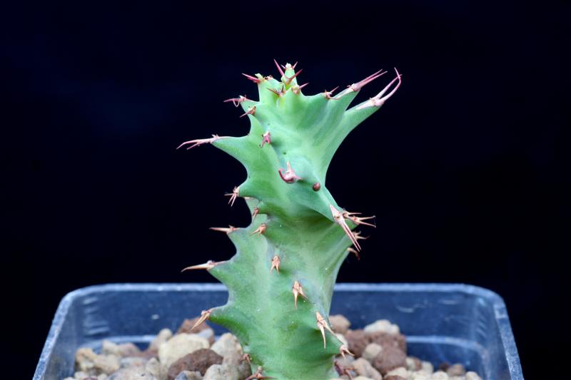Euphorbia tortirama 