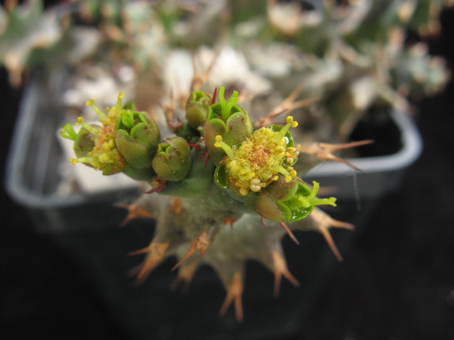 Euphorbia tortirama 