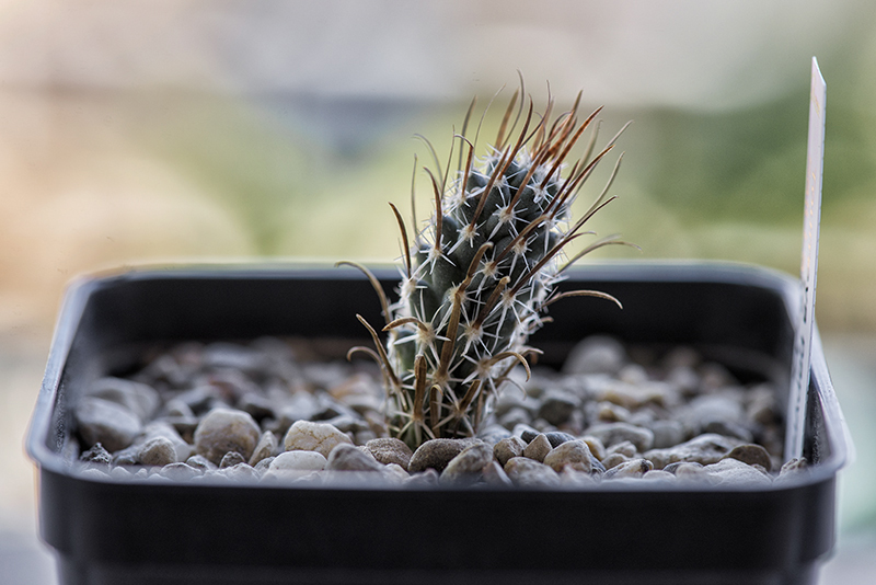 Toumeya papyracantha 