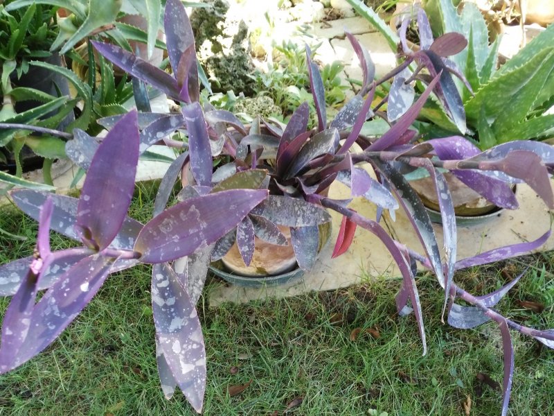 Tradescantia pallida 