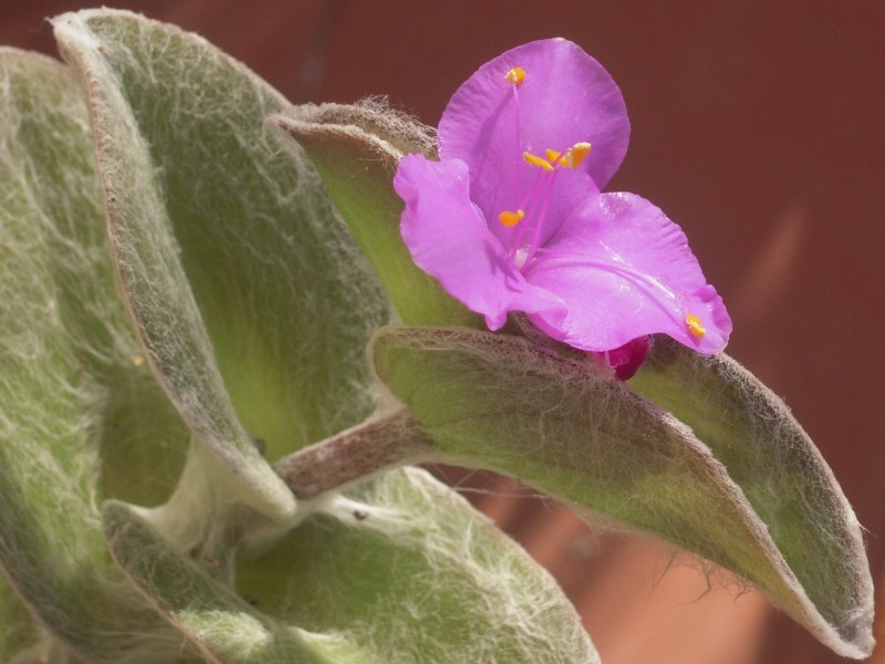 Tradescantia sillamontana 