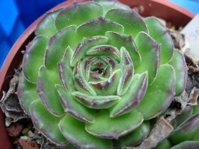 Sempervivum transcaucasicum 