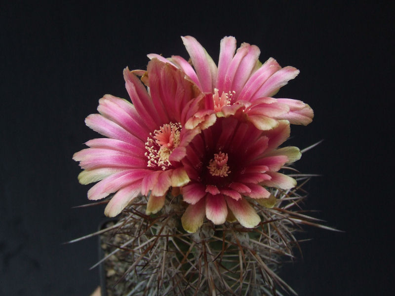 Pyrrhocactus trapichensis 