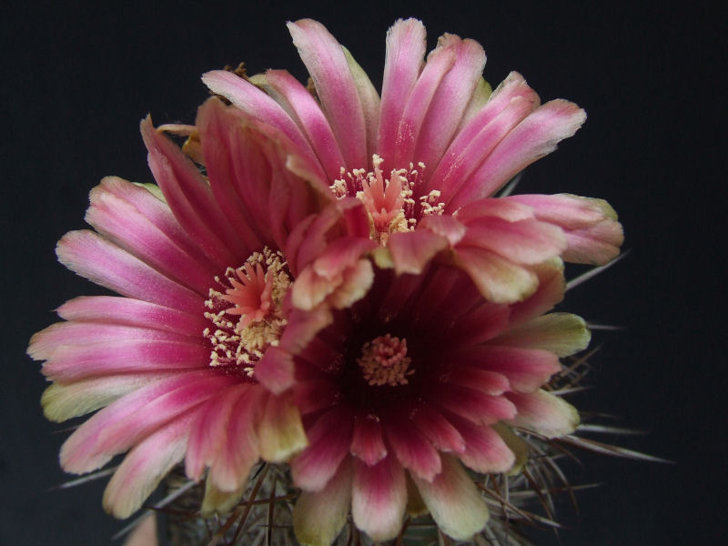 Pyrrhocactus trapichensis 