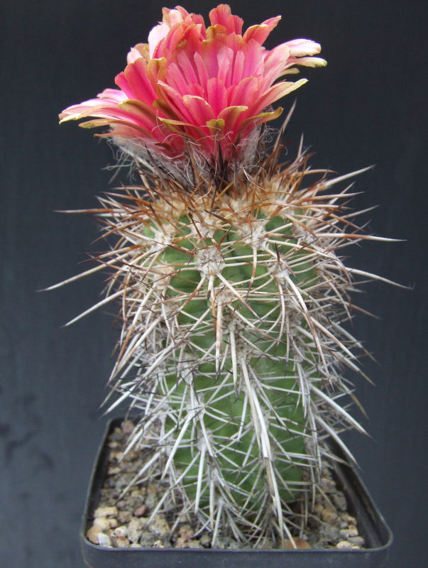 Pyrrhocactus trapichensis 