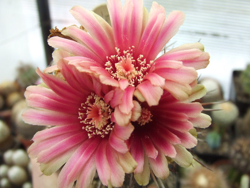 Pyrrhocactus trapichensis 