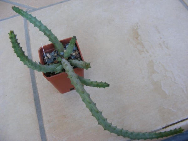 Huernia keniensis 