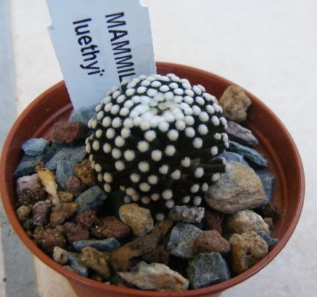 Mammillaria luethyi 