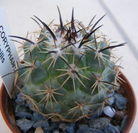 Coryphantha difficilis 