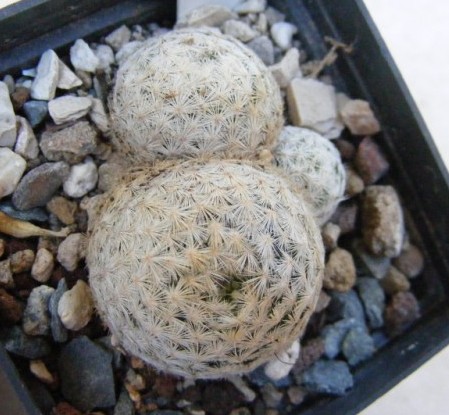 Mammillaria humboldtii 