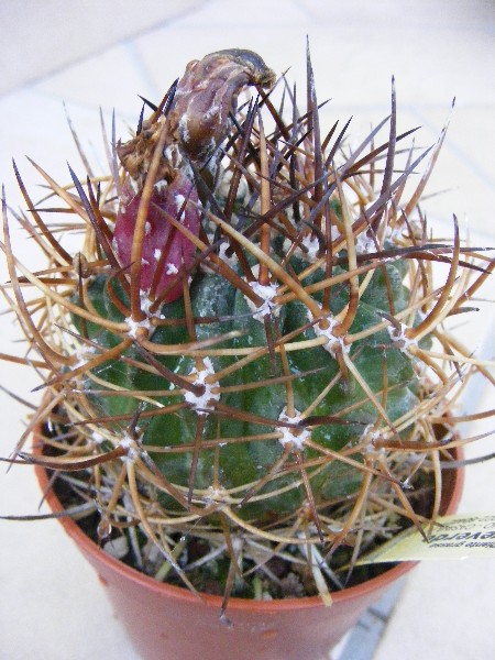 Pyrrhocactus chaniarensis 