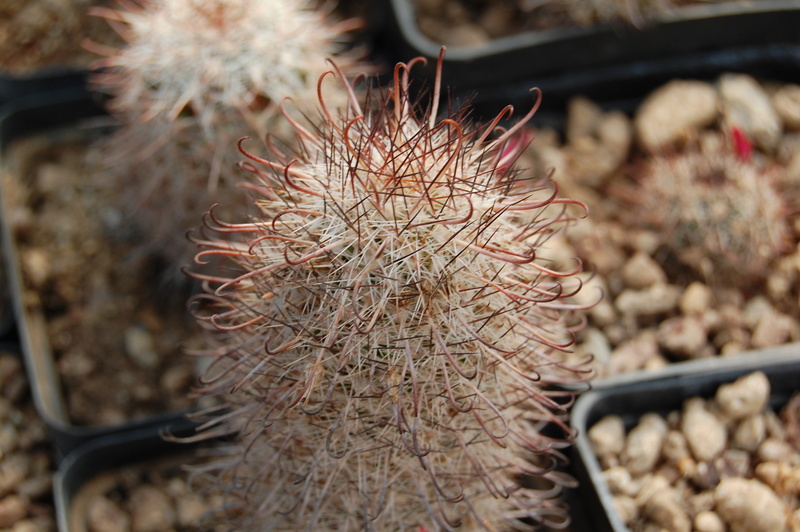 Mammillaria hutchisoniana 