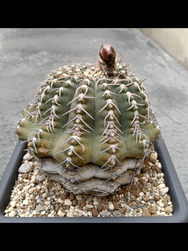 Gymnocalycium triacanthum 