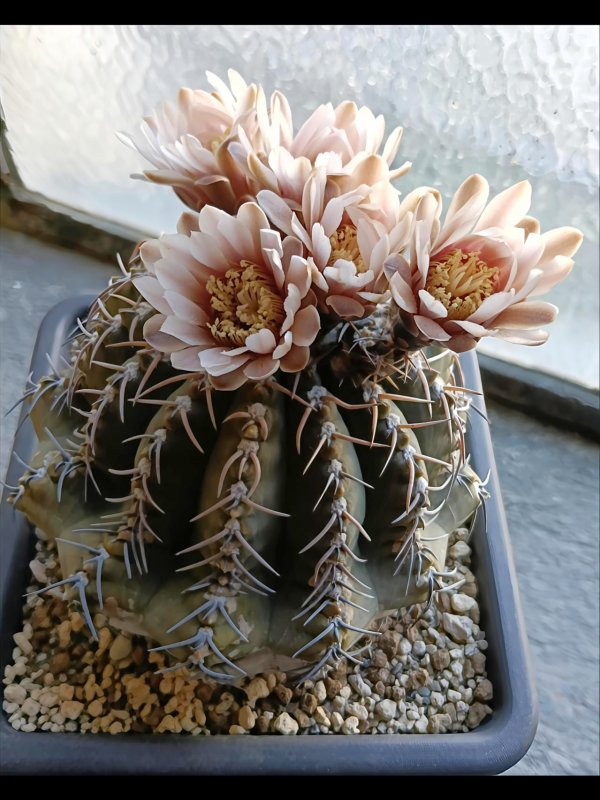 Gymnocalycium triacanthum 