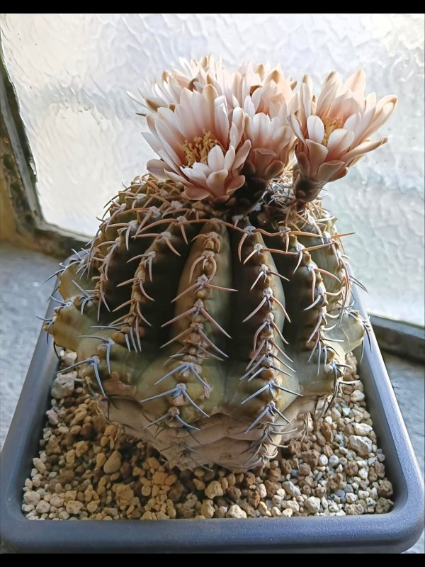 Gymnocalycium triacanthum 