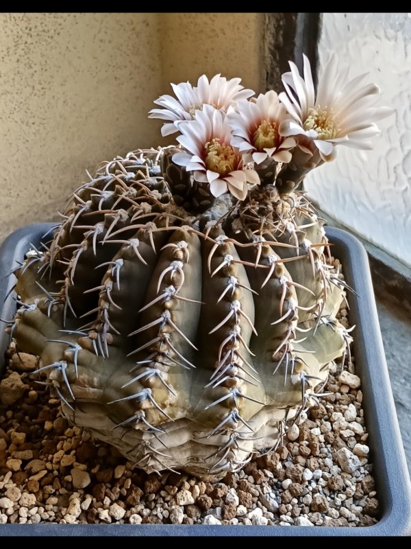 Gymnocalycium triacanthum 