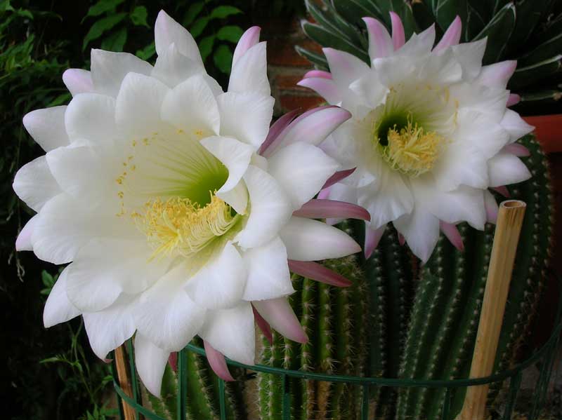 Trichocereus schickendantzii 