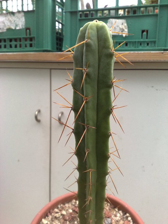 trichocereus bridgesii 