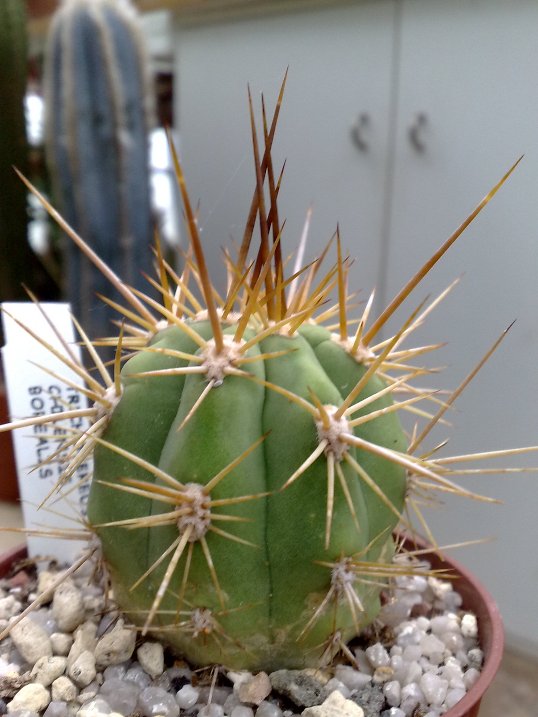 Trichocereus chiloensis v. borealis 