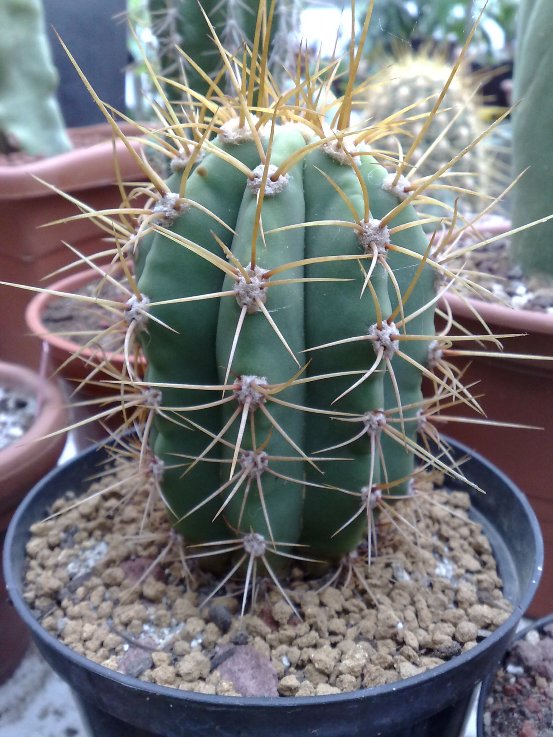 Trichocereus terscheckii 