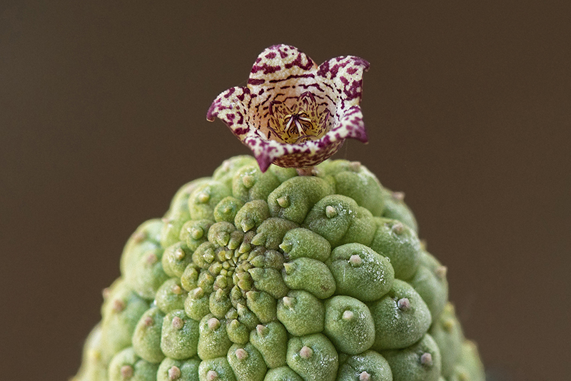 Trichocaulon cactiformis 