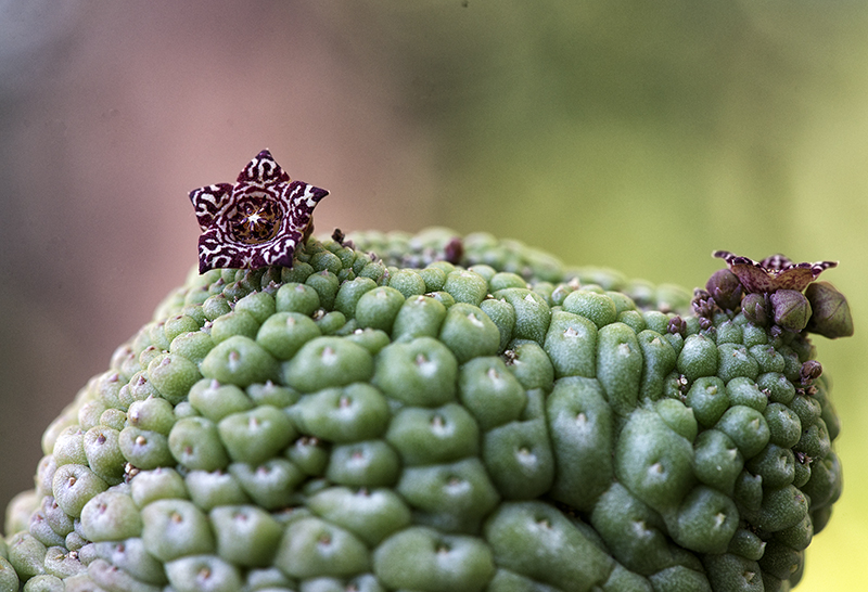 Trichocaulon cactiformis 