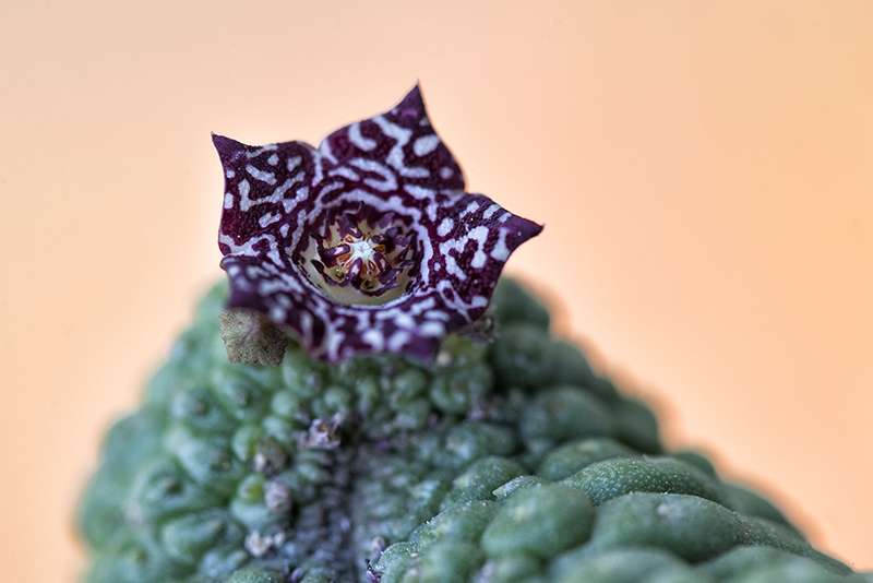 Trichocaulon cactiformis 