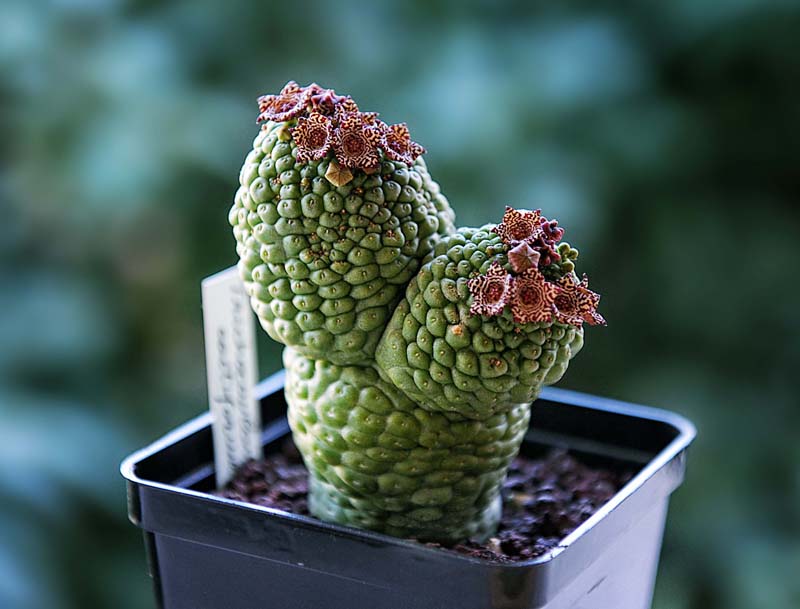 Trichocaulon cactiforme 