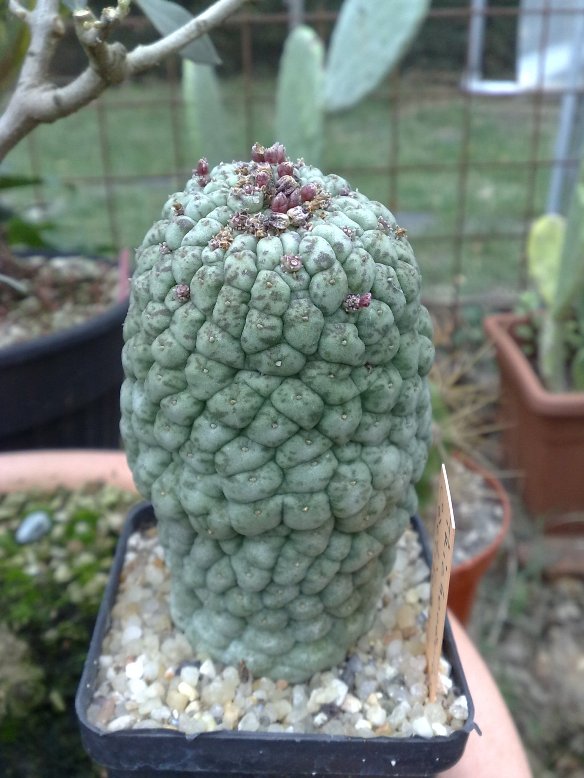 Trichocaulon cactiforme 